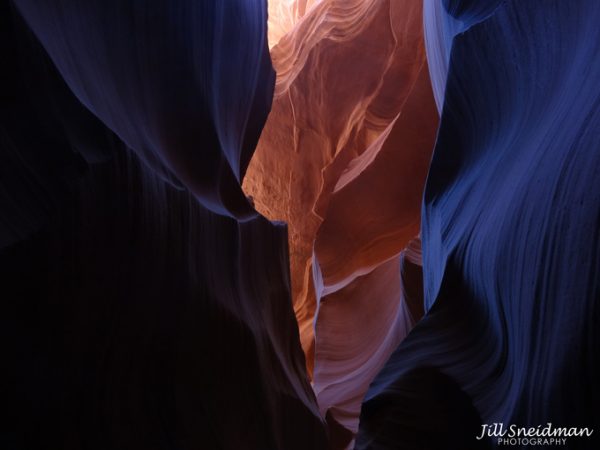 Antelope