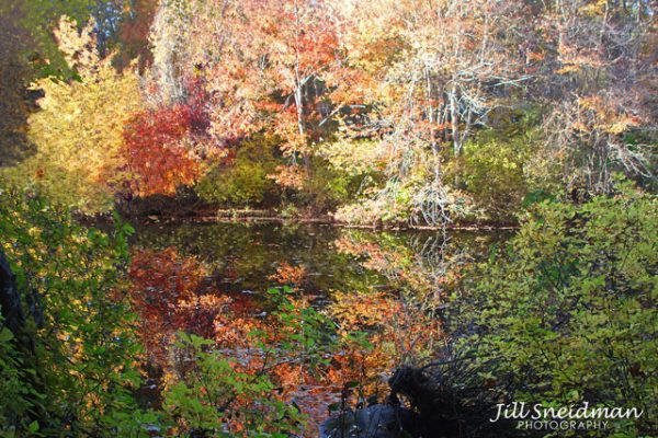 Enders Island and Autumn Serenade - Image 11