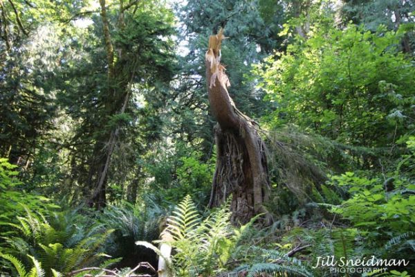 PACIFIC NW & VANCOUVER - Image 13