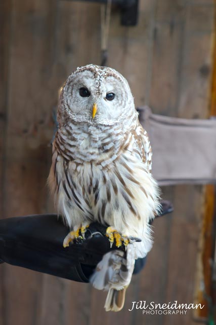 Barred Owl