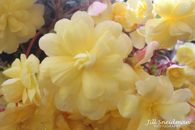 Mellow Yellow