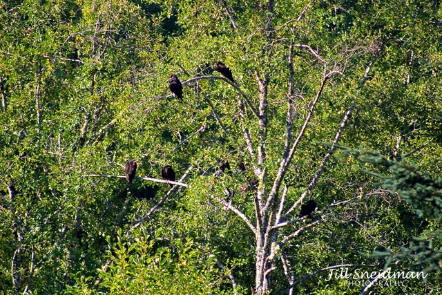 Out On A Limb